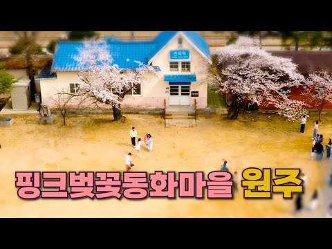 [원츄원주]벚꽃 만개한 동화마을 원주(4K) 이미지