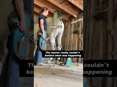 Horses are really good at farting 🐴💨🤣#funny #funnypets #youtube #horse #magic #funnyanimals