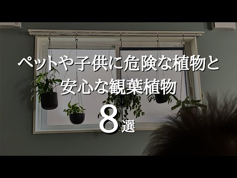 【気をつけて】ペットや子供に有害な植物と無害なおすすめ観葉植物8選 | 育て方 | インテリアグリーン