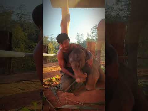 my daily life with my family ( at my kingdom☺️😂 #love #animals #family #elephant