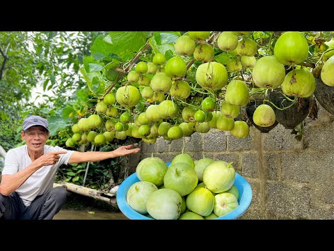 Melon Growing Hack They Don’t Want You to Know – Just a Few Bottles, 5x the Results!