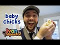 Chick Behavior and Toy Interaction