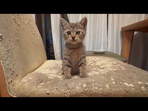 家に入れて欲しかった猫が家猫になる