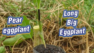 Grafting Long Black Eggplant onto Pear Eggplant Rootstock for Heat & Pest Resistance