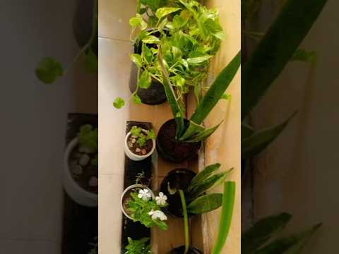 #plantlover #pinching #sadabahar #fypシ゚viral #shorts #gardening #gradeningtips #bestoutofwaste