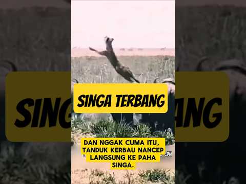 Singa Dilempar ke Langit oleh Kerbau! Balas Dendam Paling Brutal di Alam Liar #Shorts
