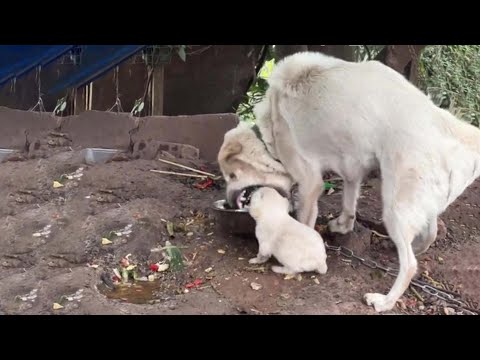 Hungry puppy was bitten by his mother, cried in agony; his sorrowful eyes begged for rescue!