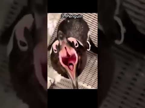 That sounds scary!!! 😱 #viral #trending #animals