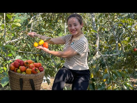 What is it like to enjoy persimmon jelly, go to the market to sell persimmons