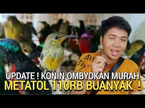 BANJIR ! OBRAL KONIN METATOL 110RB BARU DATANG BANYAK PAGI INI DI PASAR BURUNG PRAMUKA HARI INI 