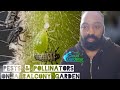 Beneficial Insects and Pest Management