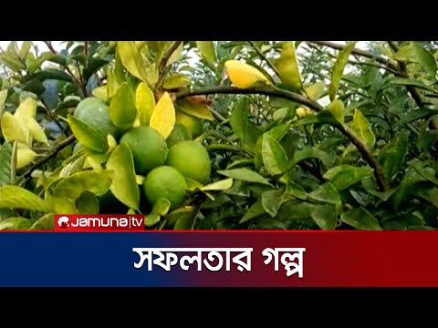 মাত্র একবিঘা জমিতে মাল্টা এবং পেয়ারা চাষ করে সফলতা | Kustia | Jamuna TV