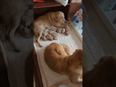 때를 아는 #골든리트리버 애기 컷다고 쏘주옆에 자리잡은 오순 #짱아네가족