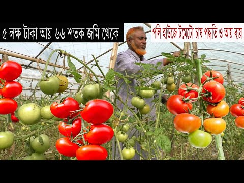 টমেটো চাষ ১২ মাস - পলি হাউজে  টমেটো চাষের সকল আধুনিক পদ্ধতি - How to Grow Tomatoes in Poly House