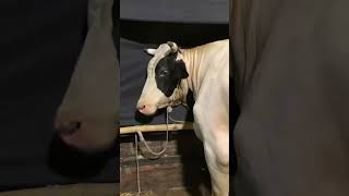 গরু ৩ লক্ষ ৮০ হাজার || খাশি ১৫ হাজার দেবীদাস ঘাট, চকবাজার। ০৭ জুন, ২০২৫।