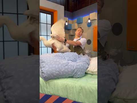 В конце видео - рейтинг одеял. Запомните бренды, которые лгут! Подписывайтесь и знайте правду 📢🌞