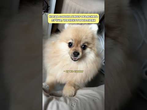 А вы обладаете такой целеустремленностью? #минишпиц #pomeranian #собаки #шпиц #смешноевидео