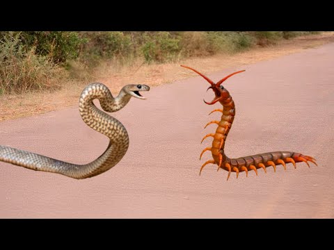 A COBRA ATACOU O ANIMAL ERRADO