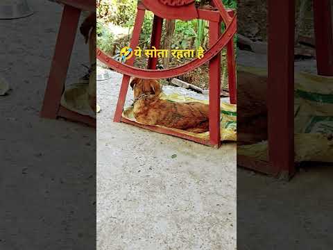 खोलो तो फरार हो जाता है बाधो तो सोता रहता है 🤣 #comedy #funny #trending #1000subscribe #youtubeshort