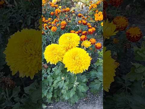 Раніше не приставали!!!