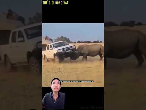 tê giác được thả về tự nhiên bất ngờ tấn công nhân viên cứu hộ.