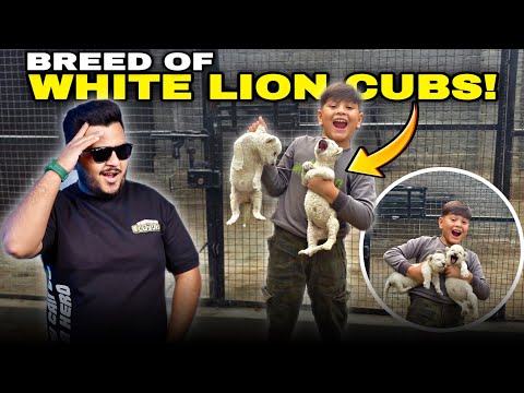 White Lions ki Breed Agai 😍 | Azan ko White Lion Cubs de dye | Nouman Hassan