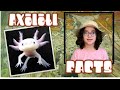 Oxolotl Facts and Characteristics