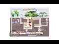 Nitrogen Cycle Concepts and Processes