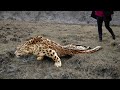 Animal Rescue Challenges and Solutions