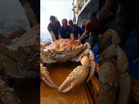 big crab caught pacific fishing #deepsea #fishing #deepsea #pacificocean #pacific #crab #ocean #ai