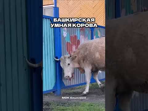 Будь у меня такая корова, я б, наверно, и не женился #shorts