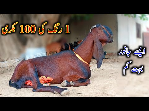Pure Nagra Beetal Bkryan - Beetal Goat Farming - Goats In Samundri