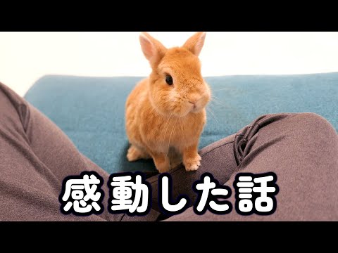 うさぎと暮らして感動した話