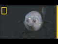 Barel Fish Facts and Discoveries