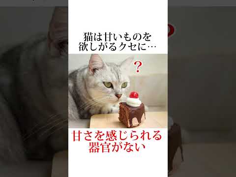 猫の髭は剃っちゃダメ！今日のネコの秘密は泣けます😭【雑学】ネコの可愛すぎる秘密暴露します🤫#猫#ネコ#キャットフード