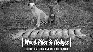 Wood Piles & Hedges - Couple hours ferreting with blue and suki