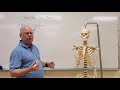 Human Skeletal System Concepts