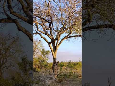 Leopard's Struggle: Hoisting Prey Gone Wrong!