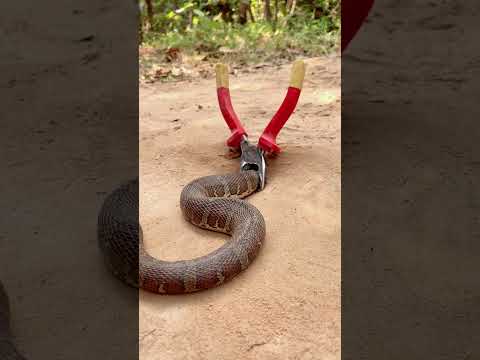 Top5 _When nature becomes the ultimate entertainer! 🌿🐍 #SnakeLove #viralvideo #snake