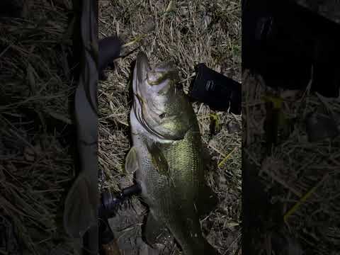 Biggest fish of the year over 10lb bfs 
