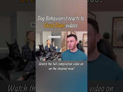 Dog trainer reacts to Great Dane dog videos part 3. #greatdane #shorts #dogtraining