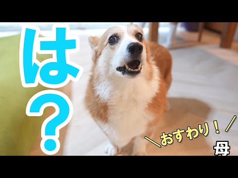 12年間大切に育てたのにおすわりすらしてくれないコーギー犬