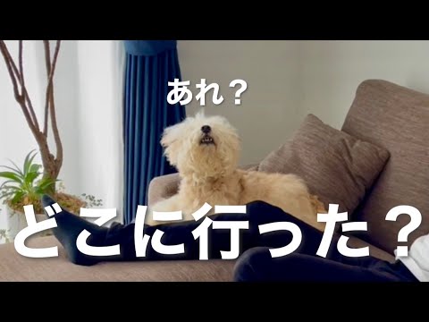 【探す愛犬】あれ？どこに行った？レイキー(Lakie)