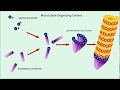 Microtubule Structure and Function