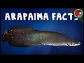 Arapaima Conservation and Characteristics