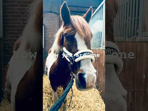 Yes I like equestrians❤️😝