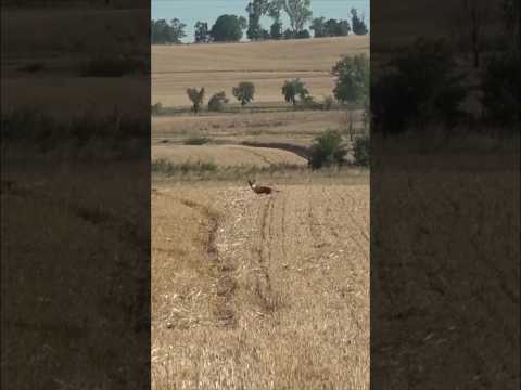 "One Shot, One Fox – Quick Hunting Action"#FoxHunting#HuntingLife#QuickShot
