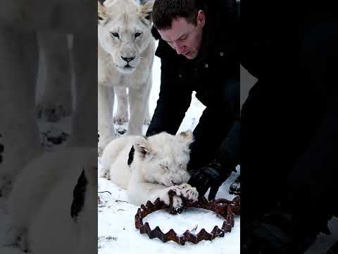 Animal warning to humans #lion #rescue #animals