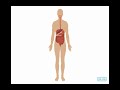 Exploring the Human Body: Systems and Senses