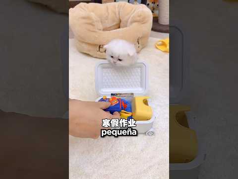 El Viaje Más Adorable de Estos Gatitos 🥰
